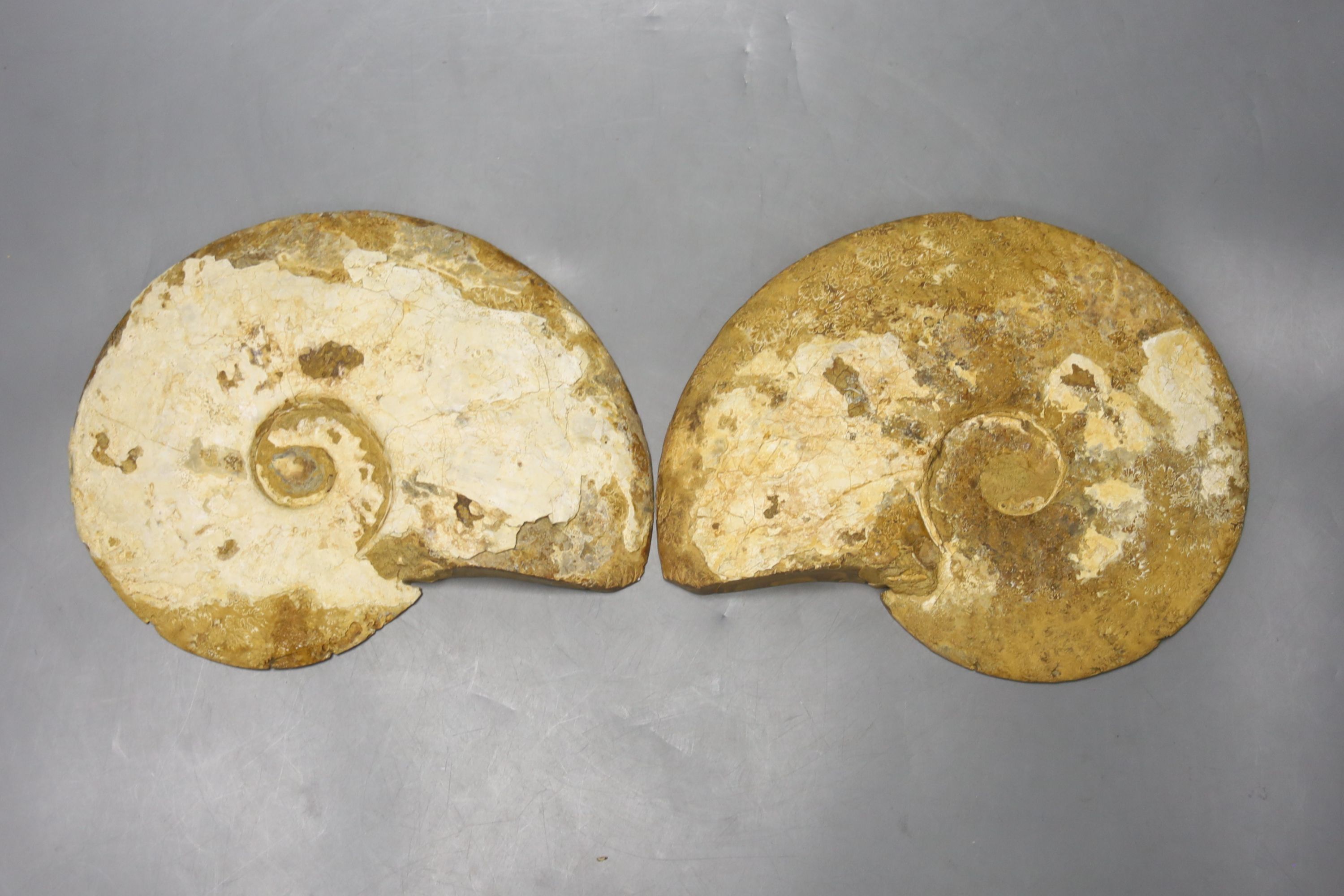 Five fossilised sectional ammonites